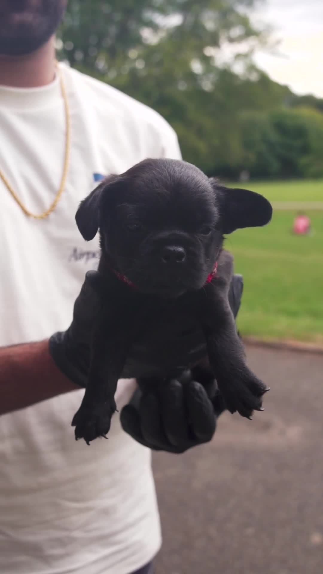 French Bulldog dogs for sale: Rare French bulldogs - Video 2