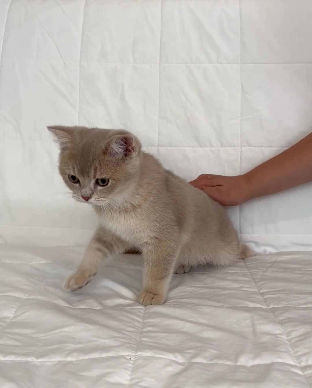 British Shorthair cats for sale: 🐾Purebred BSH Kittens🐾  in London - Video 2