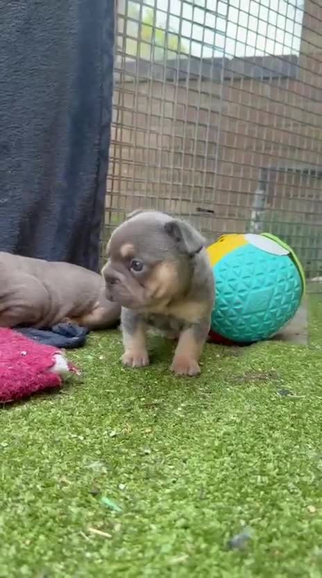 French Bulldog dogs for sale: French bulldog beauties  - Video 1