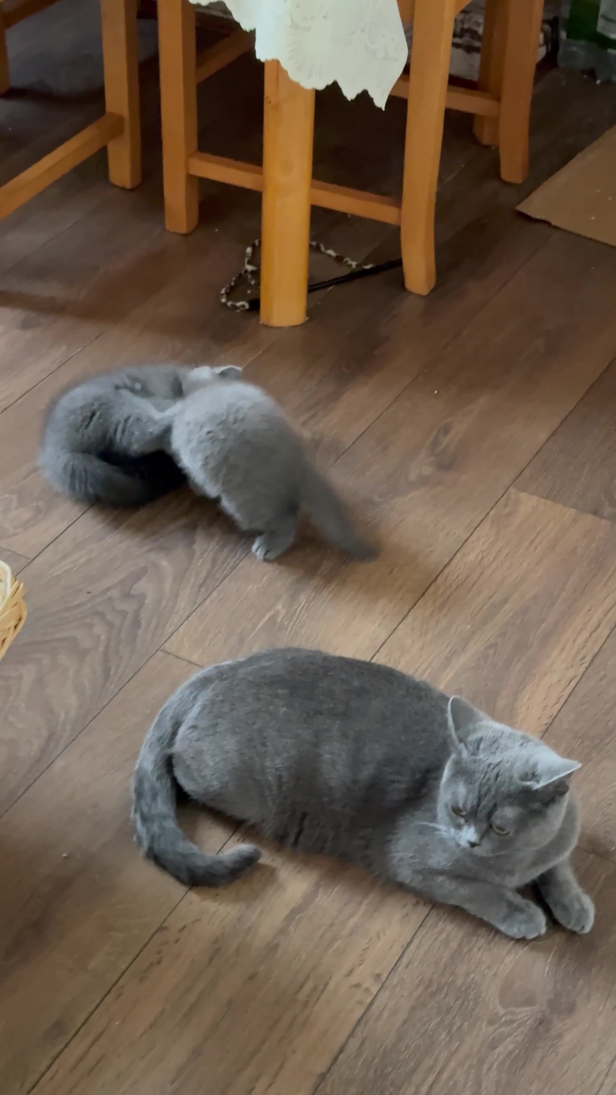 British Shorthair cats for sale: British shorthair boy - Video 1