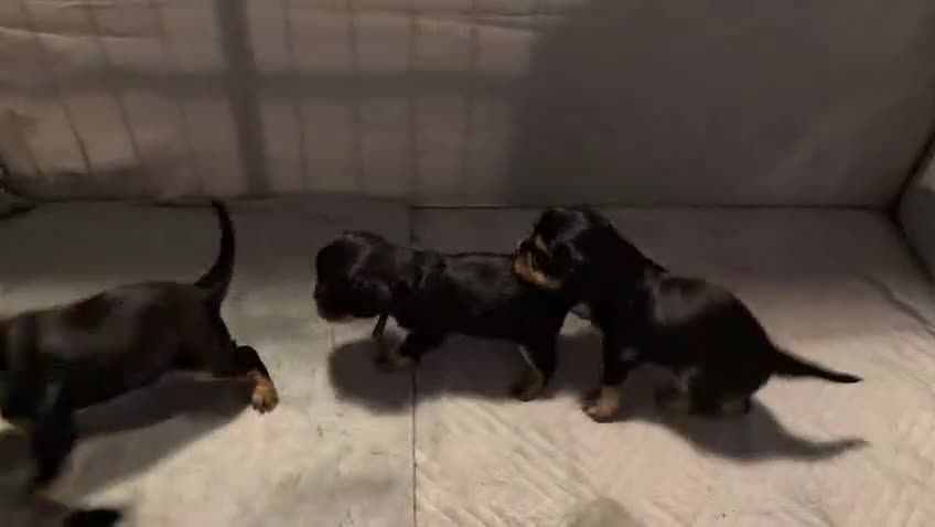 Cavalier King Charles Spaniel dogs for sale: Black & Tan Cavalier King Charles Spaniel Puppies in High Peak - Video 1