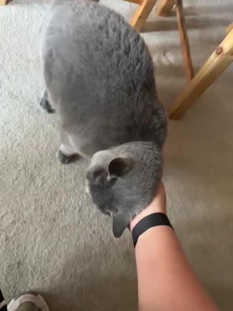 British Shorthair cats for sale: A loving and very affectionate 6 year old BSH boy - Video 4