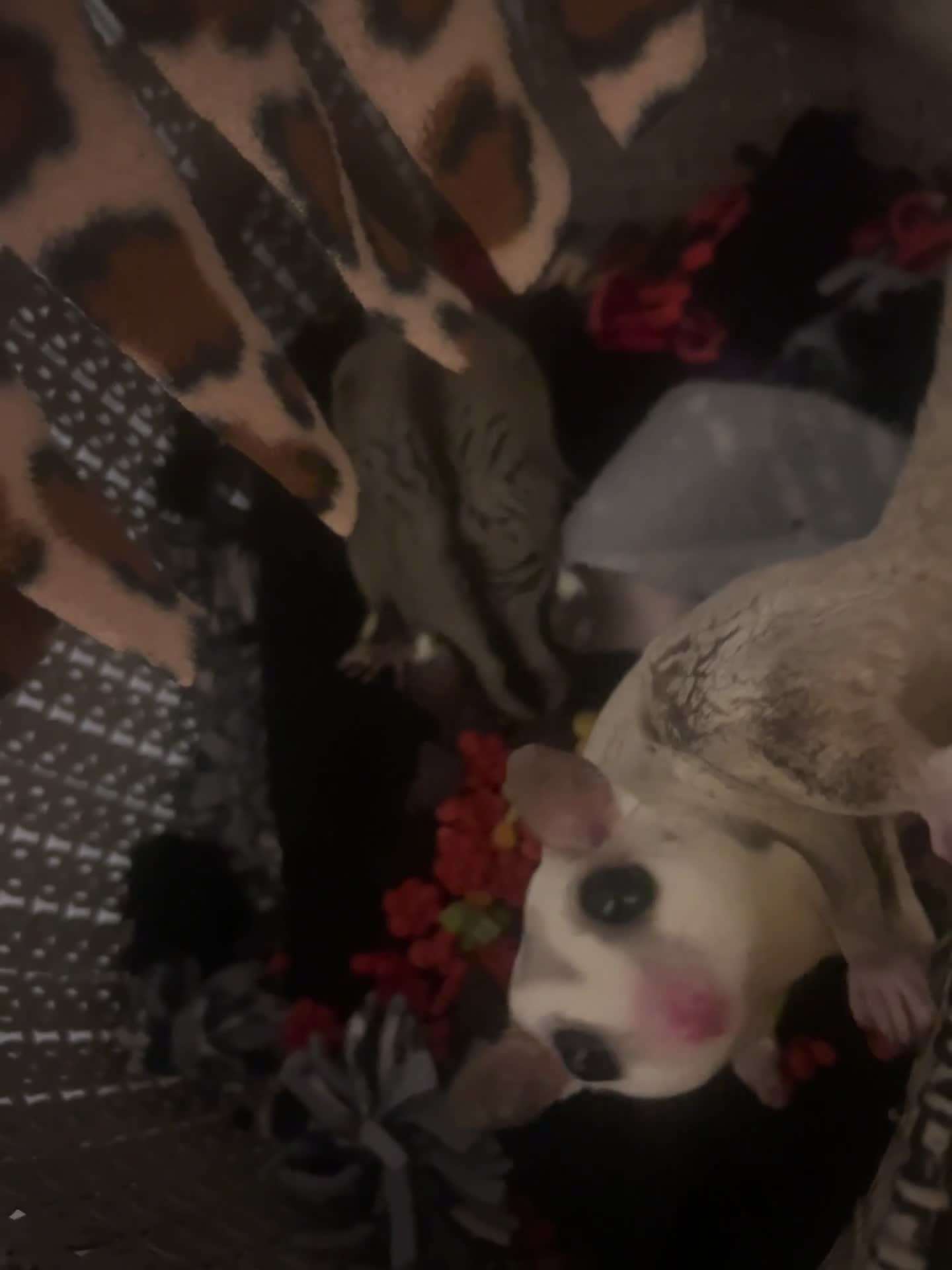 Sugar Glider rodents for sale: Sugar glider couple for sale(London) - Video 1