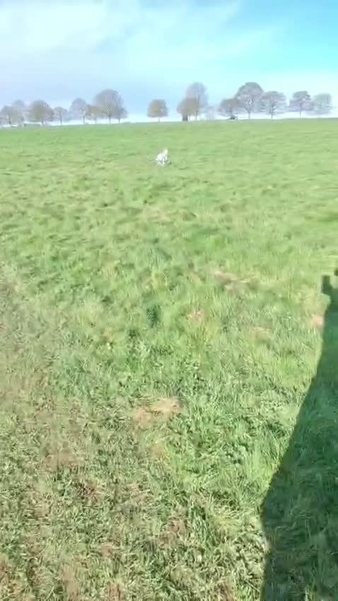 Boxer dogs for sale: Beautiful Pedigree White Boxer  in Beverley - Video 1