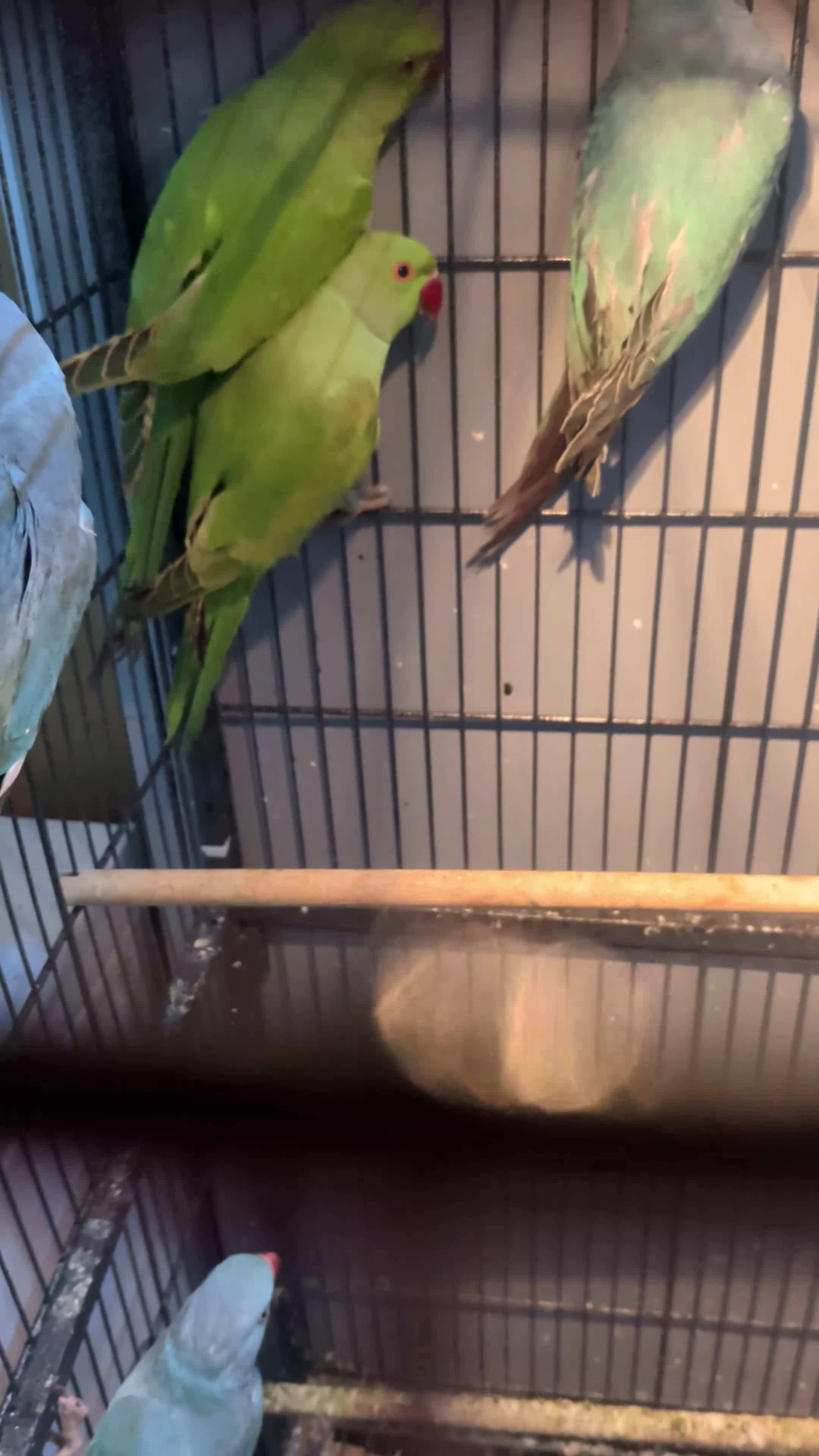 Ringnecks birds for sale: Ringneck Parrots Available!🦜🐦 - Video 3