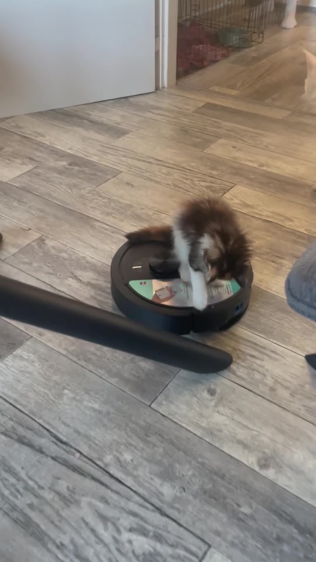 Maine Coon cats for sale: 3 Maine Coon for sale - Video 2