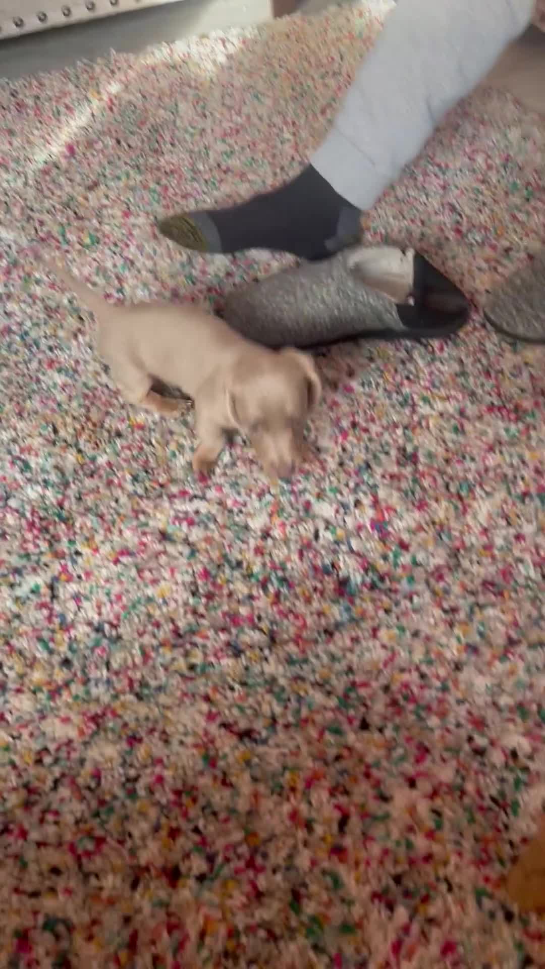 Miniature Dachshund dogs for sale: ❤️Minature Dachshunds for Sale ❤️ - Video 2