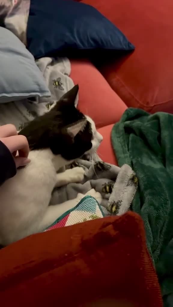 Arabian Mau cats for adoption: Handsome Leo ♌️ (House Cat) - Video 4