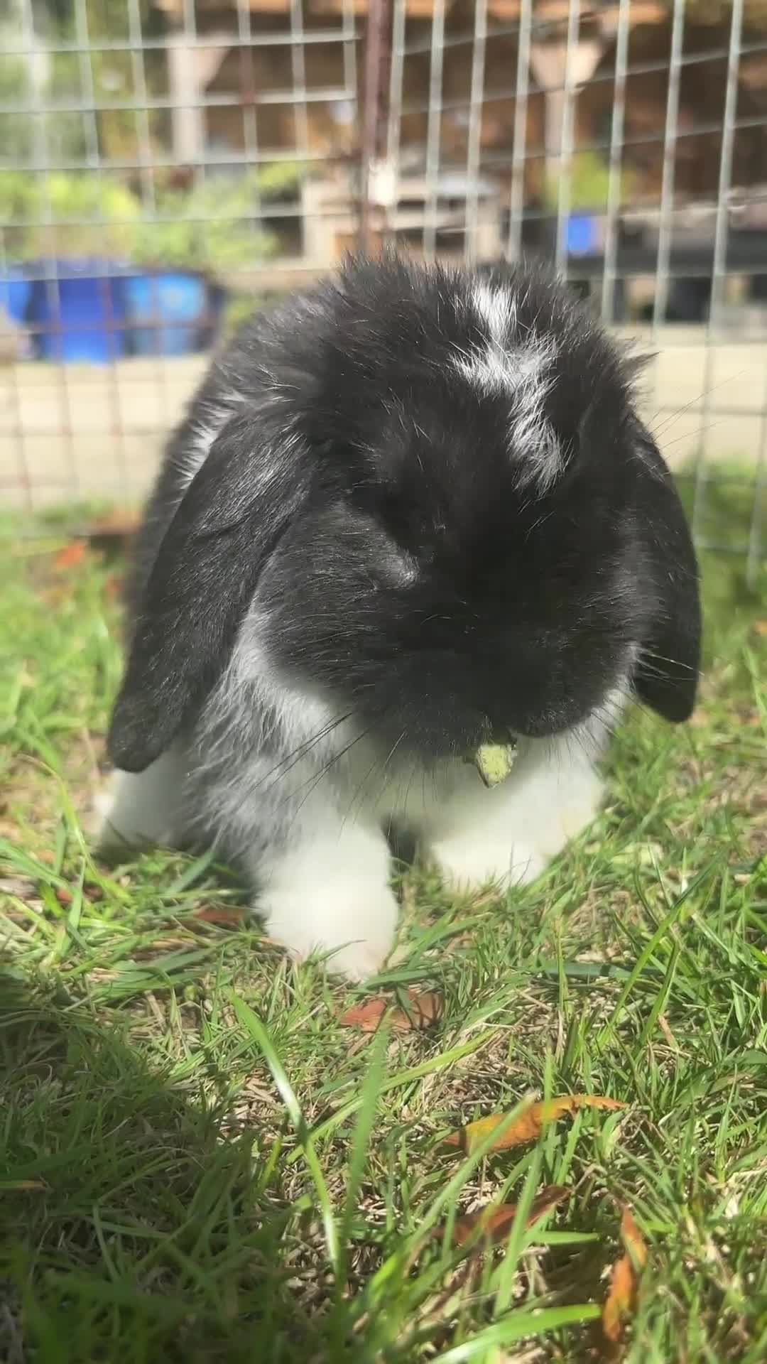 Mini Lop rabbits for sale: Mini Lop Rabbits for sale  - Video 3