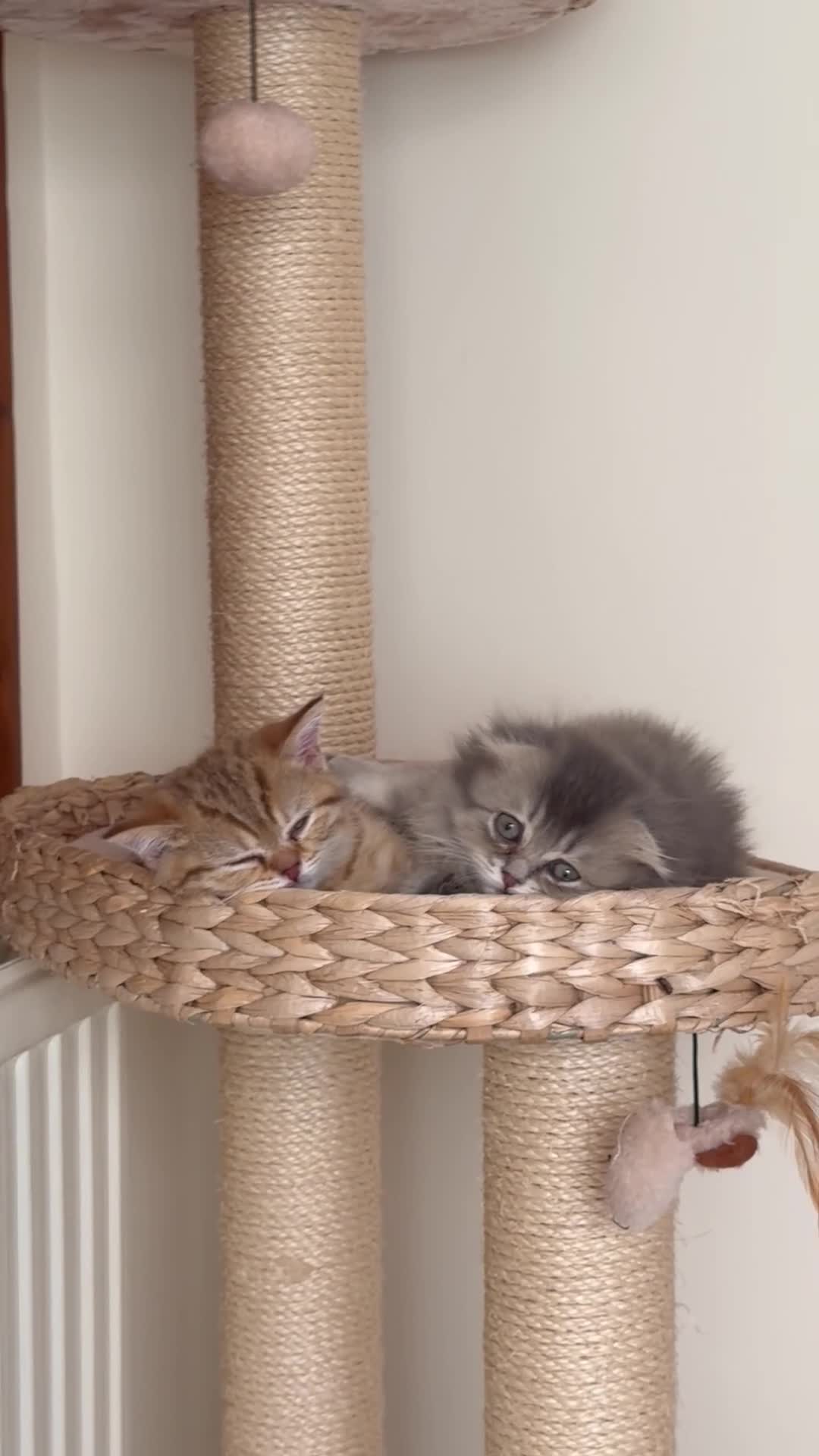 Munchkin cats for sale: 🍇🫐Munchkin Kittens - Video 3