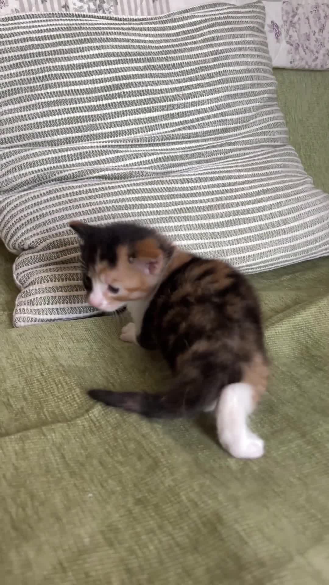 Mixed Breed cats for sale:     Unique split face tricolour girl 🖤🤍🧡 - Video 1