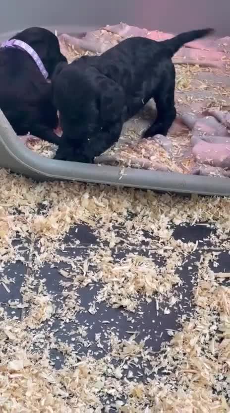 Cockapoo dogs for sale: 5 cockapoo puppy ready 13nov  - Video 4