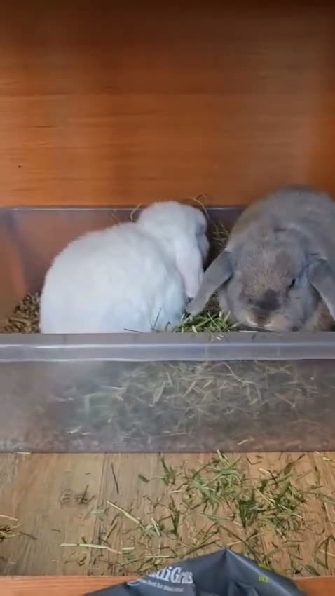 Mini Lop rabbits for sale: 2 Bonded mini lops  - Video 1