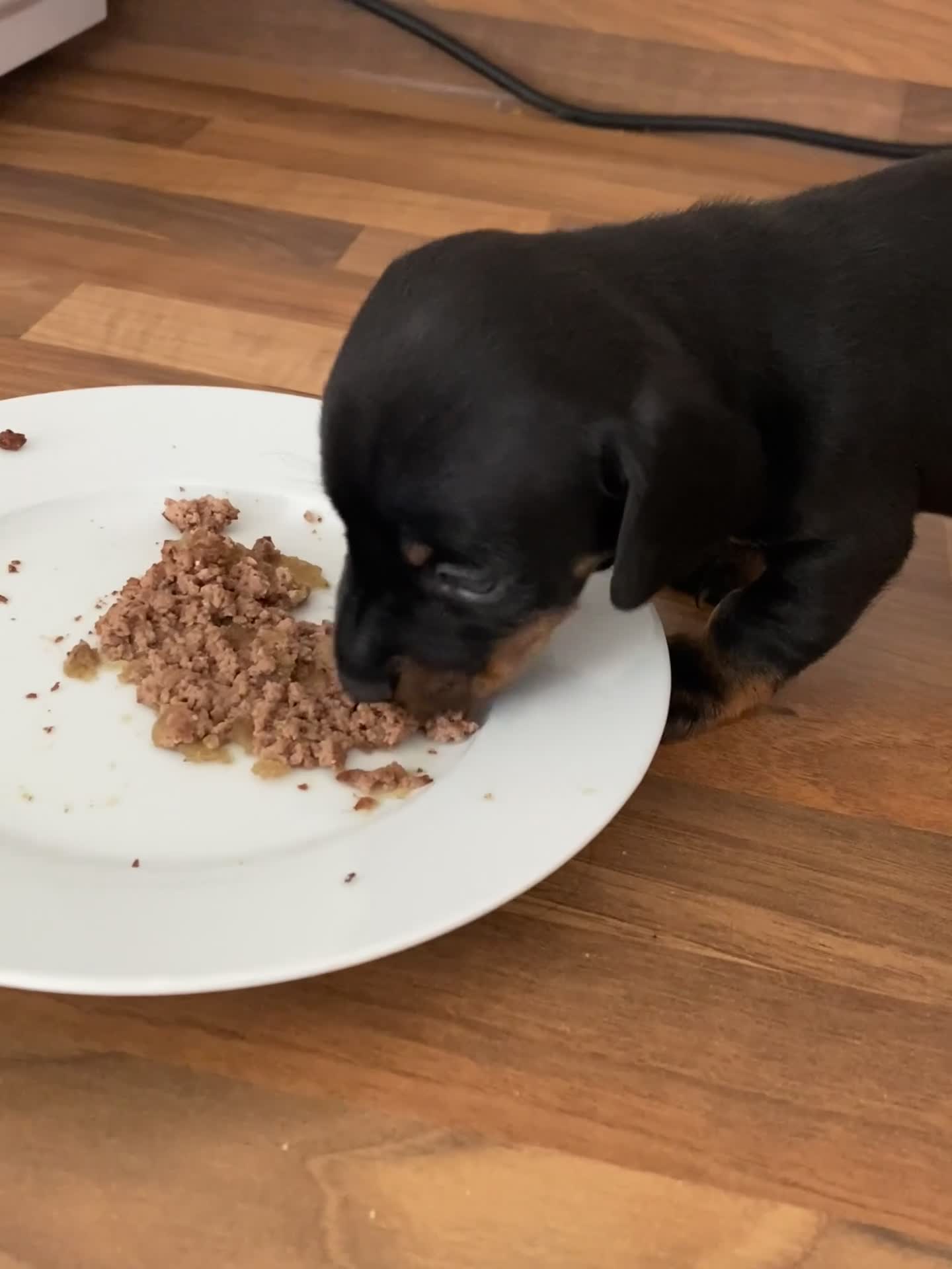 Dachshund dogs for sale: 3 dachshund puppies  - Video 4