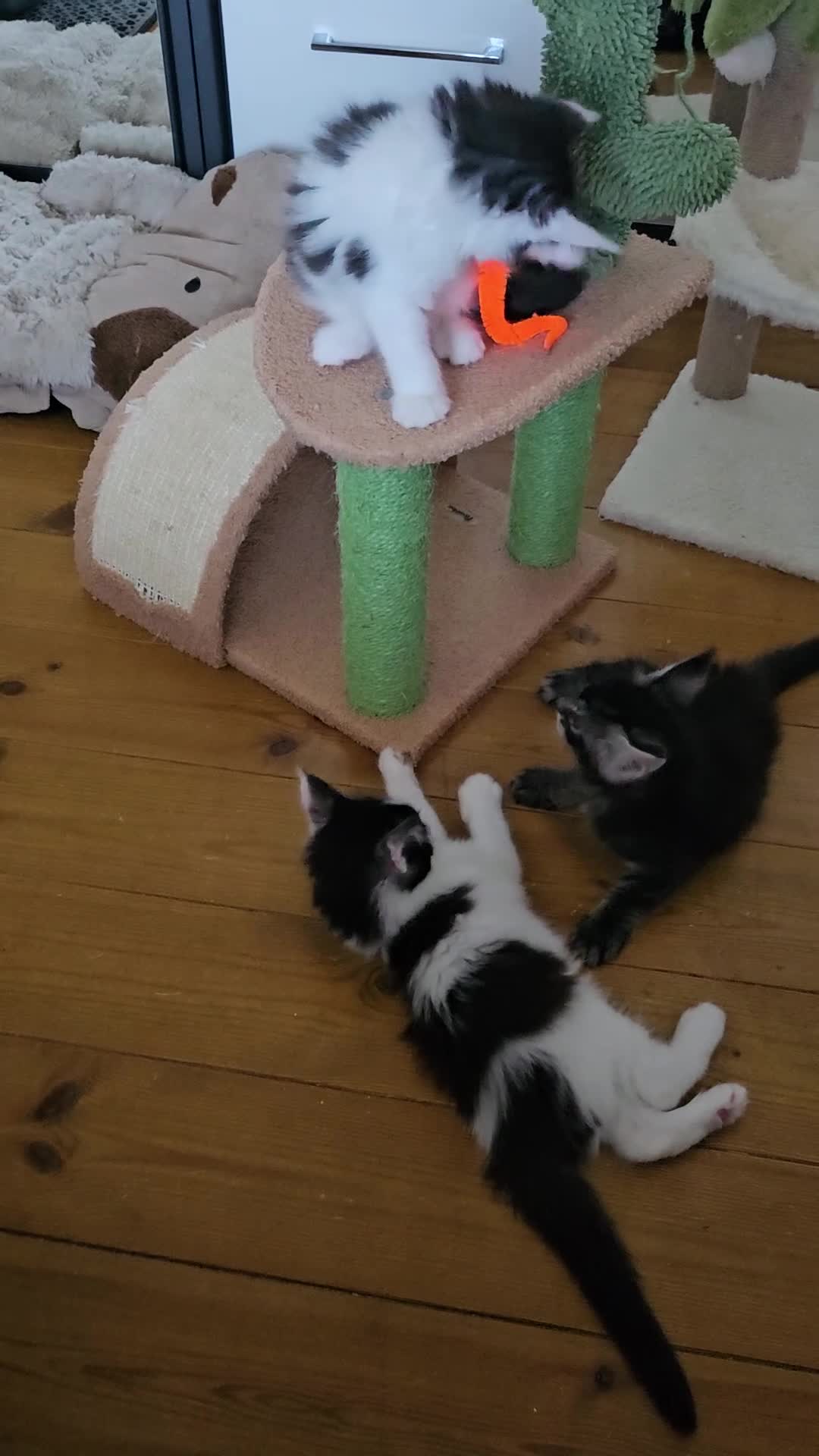 Maine Coon cats for sale: Maine Coon Kittens – GCCF Registered  Boys - Video 2