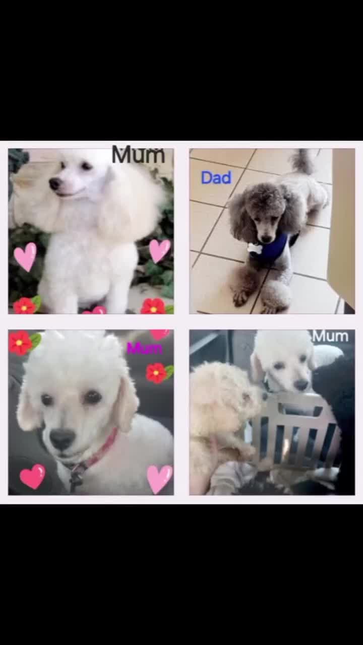 Toy Poodle dogs for sale: *REDUCED*1 WHITE BOY, 1 BLACK GIRL TOY POODLES in Colwyn Bay - Video 2