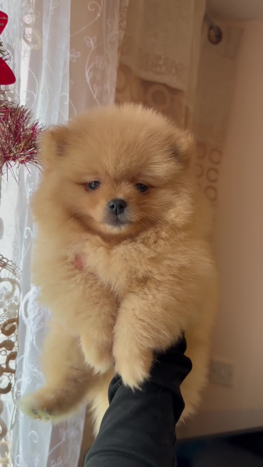 Pomeranian dogs for sale: Female pedigree Pomeranian ready now - Video 1