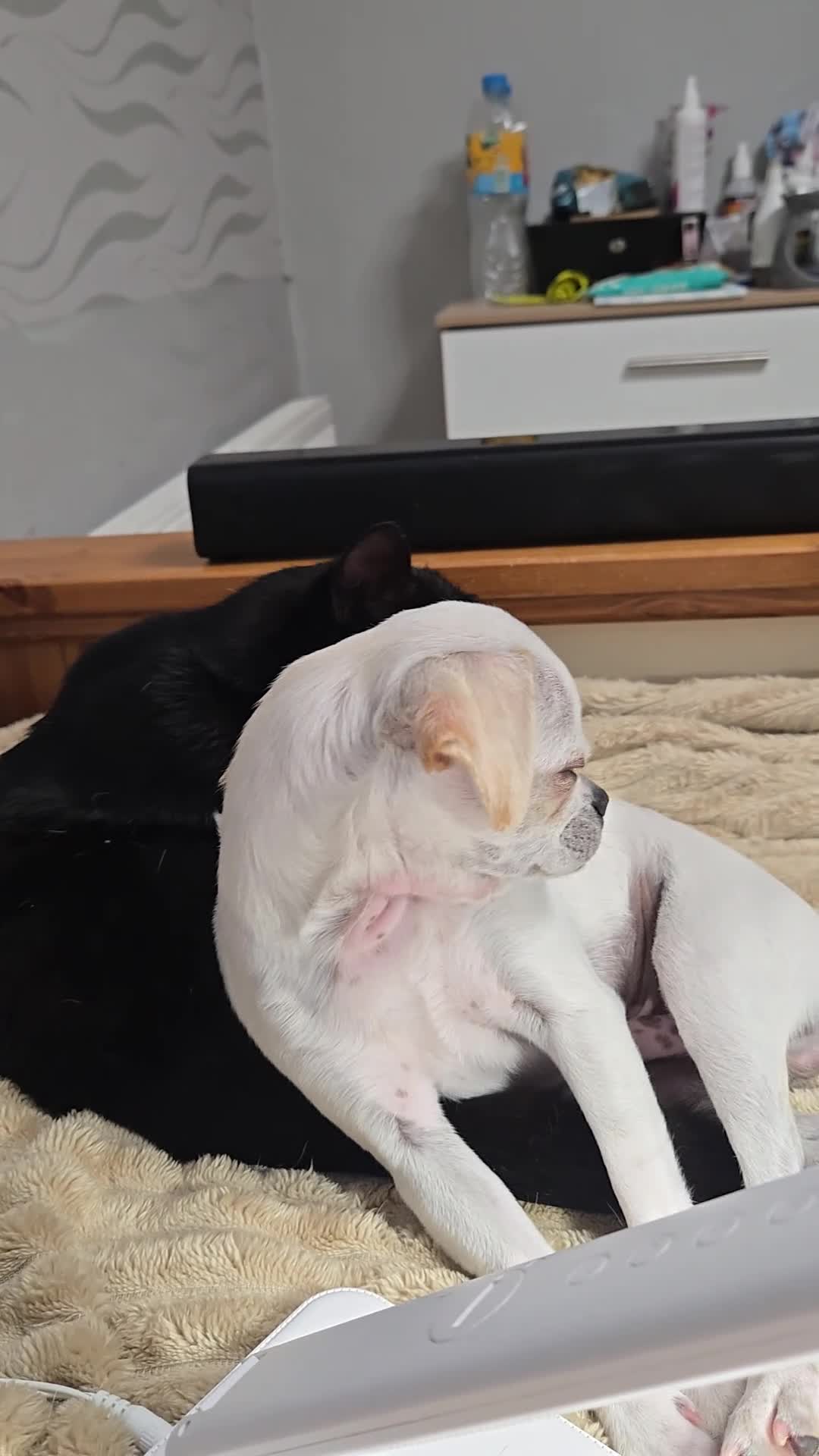 Chug dogs for stud: Zues McDonald - Video 1