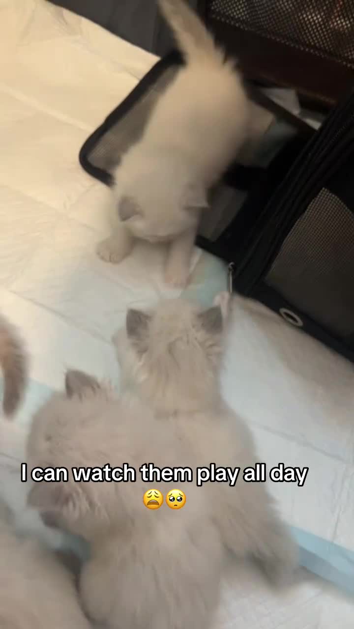 Ragdoll cats for sale: Ragdoll kittens - Video 2