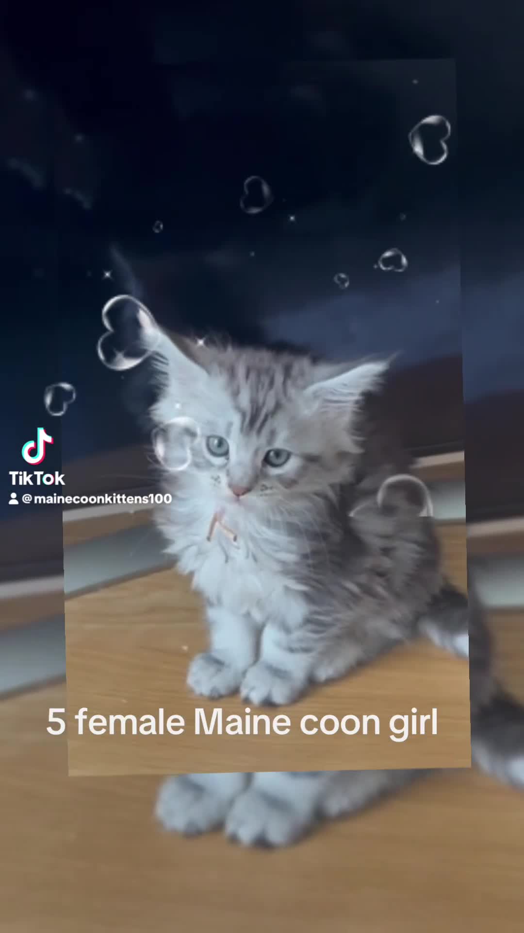 Maine Coon cats for sale: LAST FEMALE AVAILABLE Champion blood line kittens  - Video 3