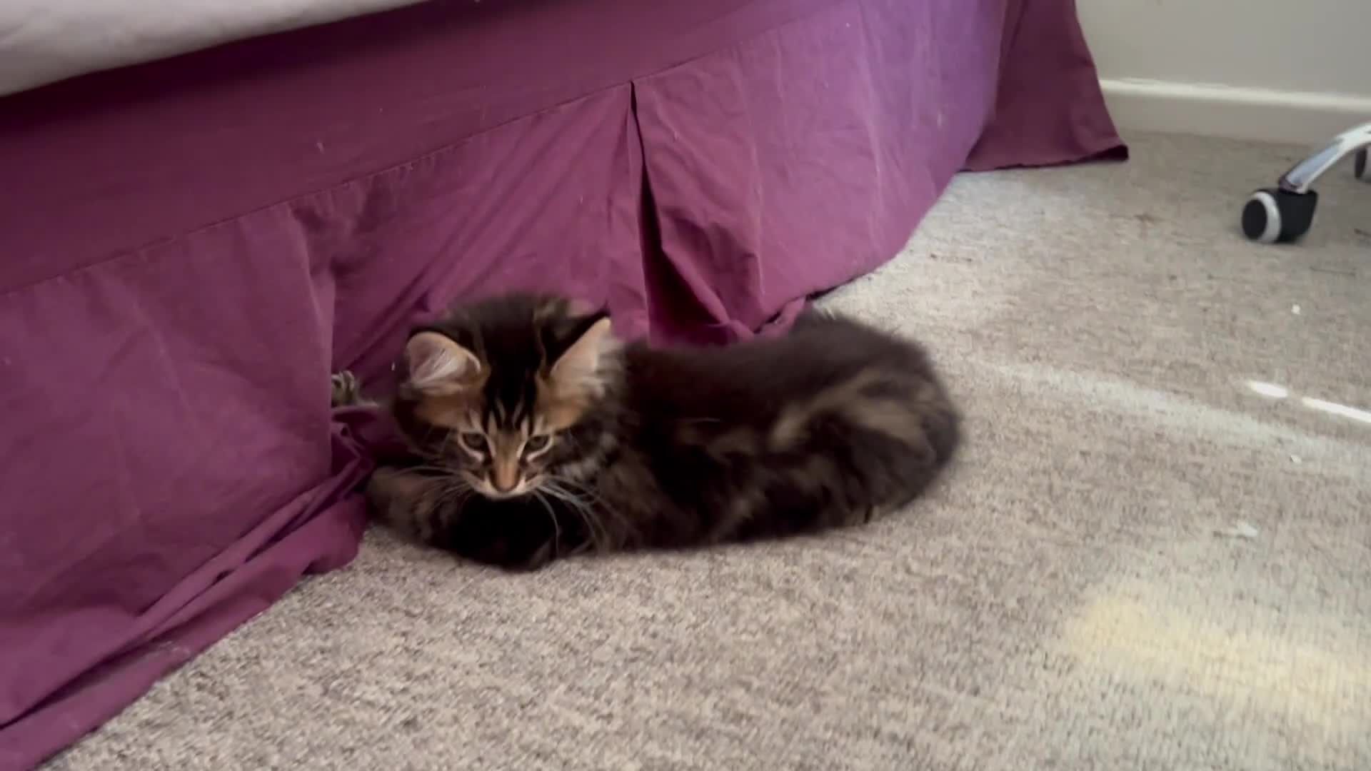 Maine Coon cats for sale: Beautiful Maine coon boy for sale  - Video 2
