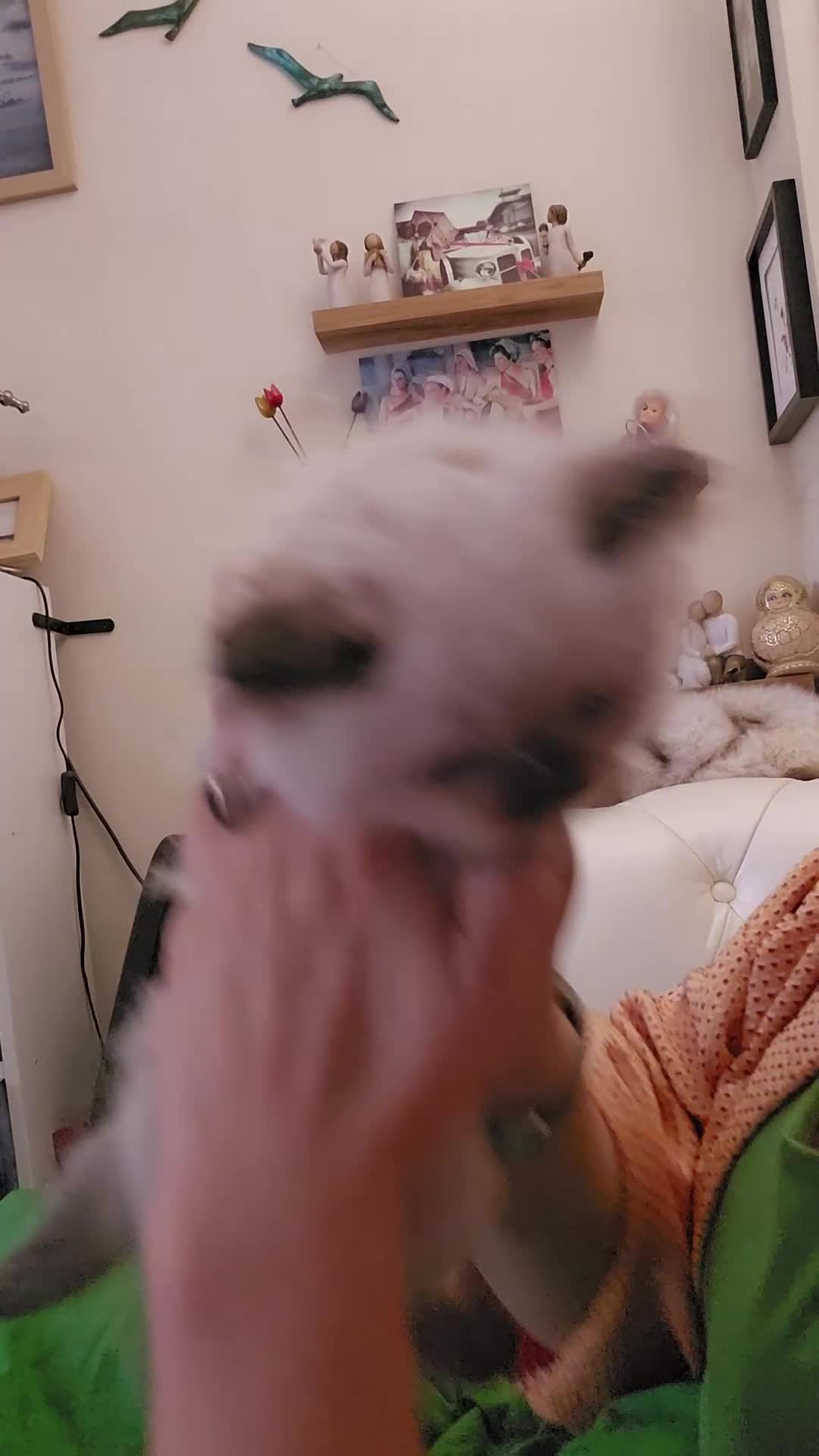 Himalayan cats for sale: Two Gorgeous Female Himalayan Kittens - Video 2