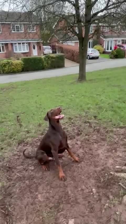 Dobermann dogs for sale: 3 & 3/4yrs Chocolate & Red Rust KC Male Dobermann - Video 3
