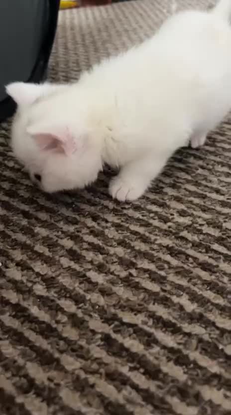 British Shorthair cats for sale: Kitten for sale  - Video 1