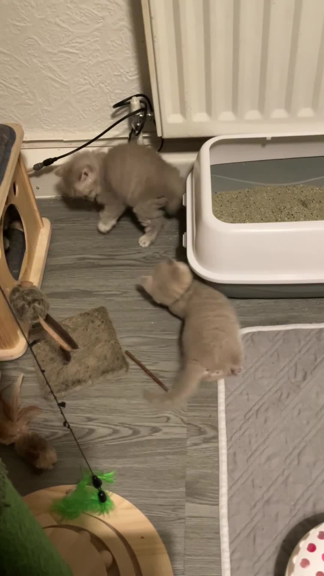 British Shorthair cats for sale: Purebred amazing BSH kittens - Video 2