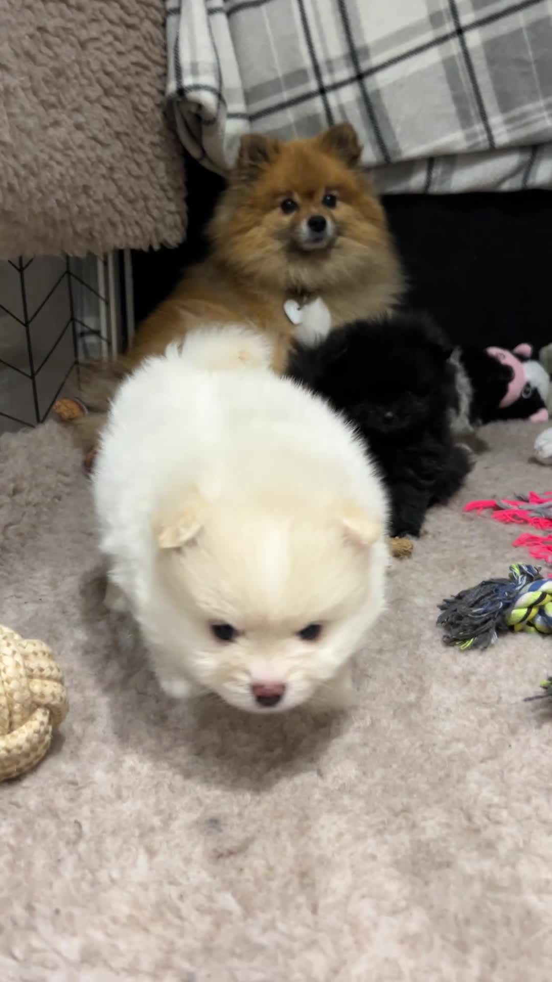 Pomeranian dogs for sale: Pomeranian Pups - Ready for new homes 💕 - Video 2