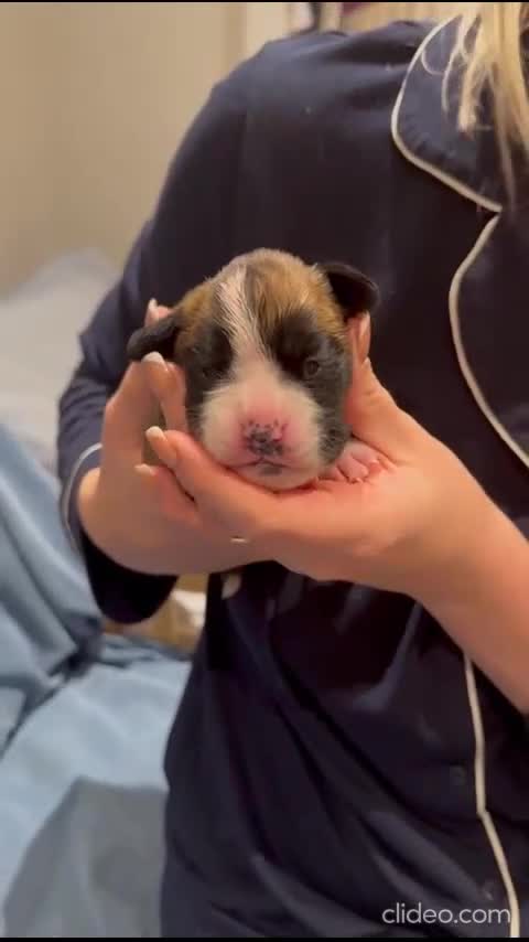 Boxer dogs for sale: Stunning KC Registered Boxer Puppies – 0% COI in Brentwood - Video 2