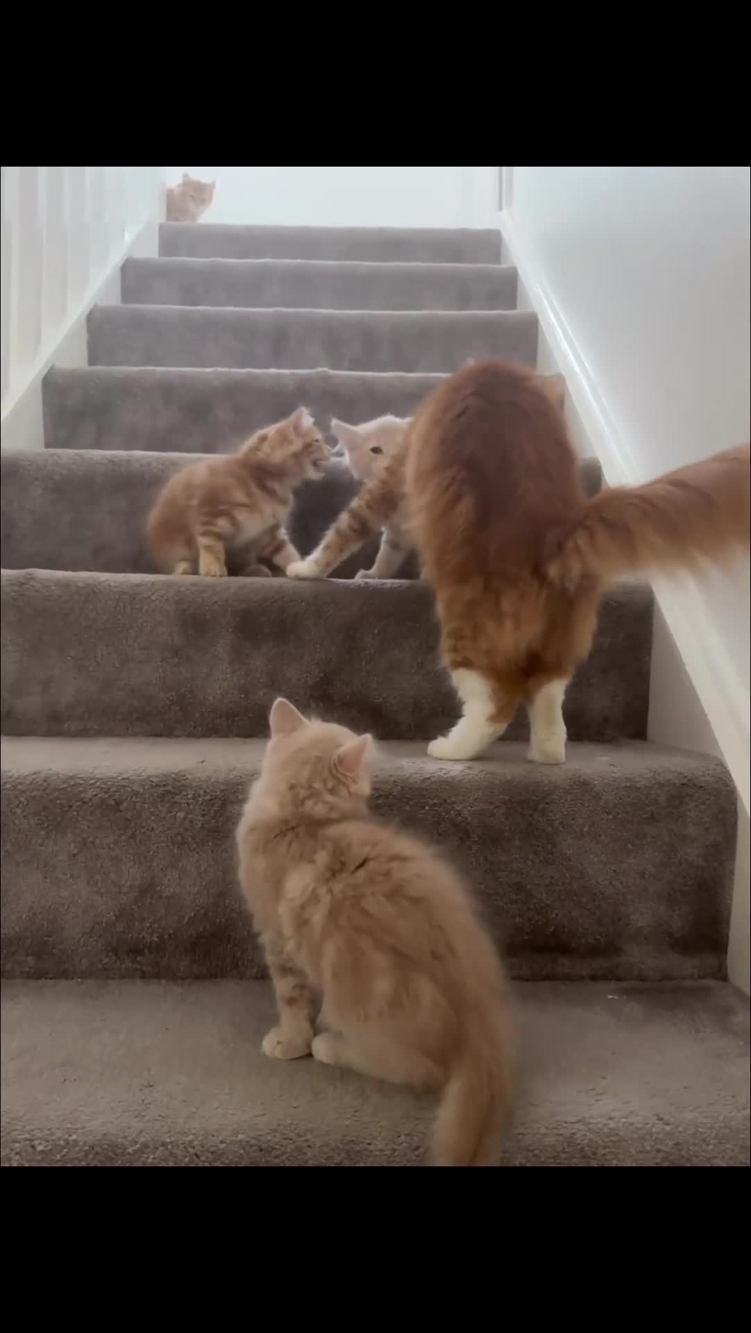 Persian cats for sale: Mink coloured Persian Mixed boys - Video 3