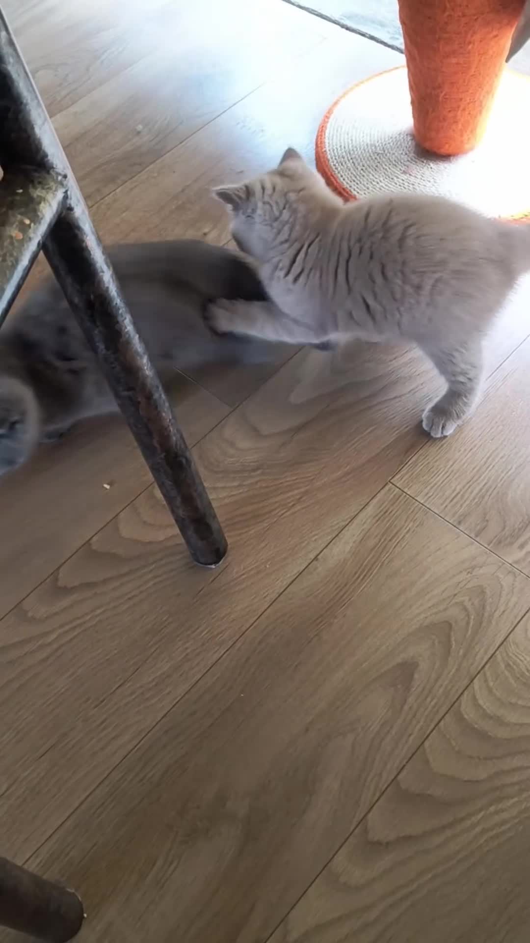 British Shorthair cats for sale: Bicolour Male Blue female Champion lines.  - Video 2