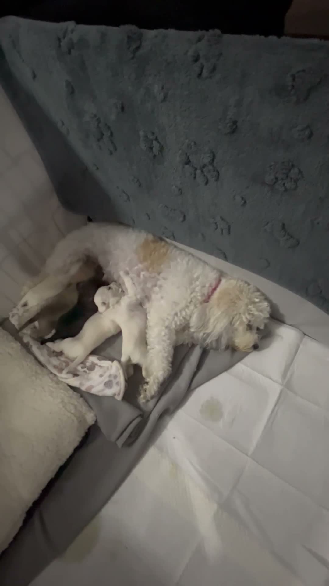 Mixed Breed dogs for sale:  Shnaupoochons 🐾  - Video 1