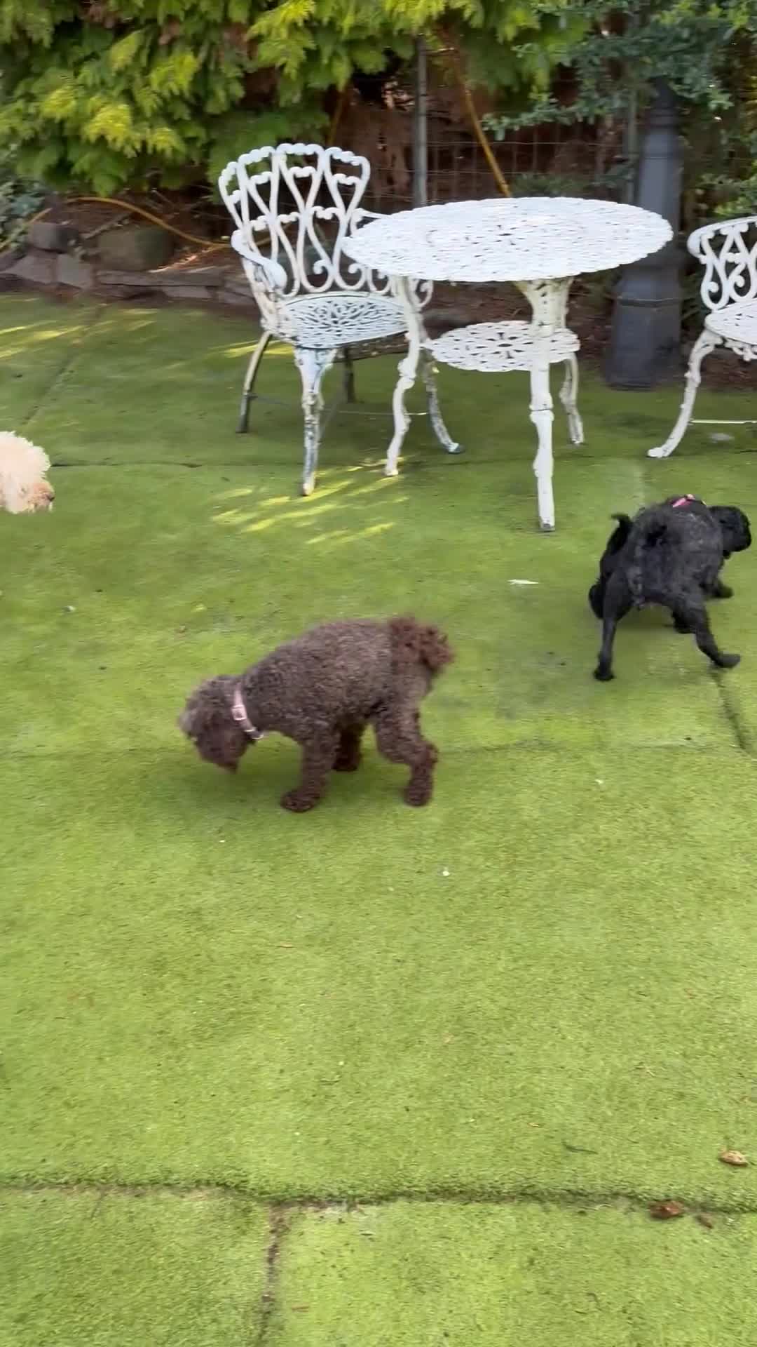 Mixed Breed dogs for sale: 5*health tested miniature Australian labradoodles  in Manchester - Video 1