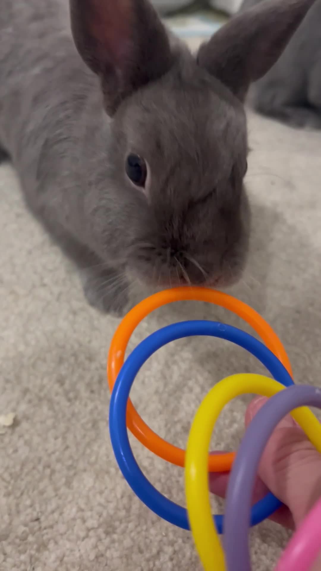 Netherland Dwarf rabbits for sale: Brother and sister bonded Netherland dwarfs - Video 2