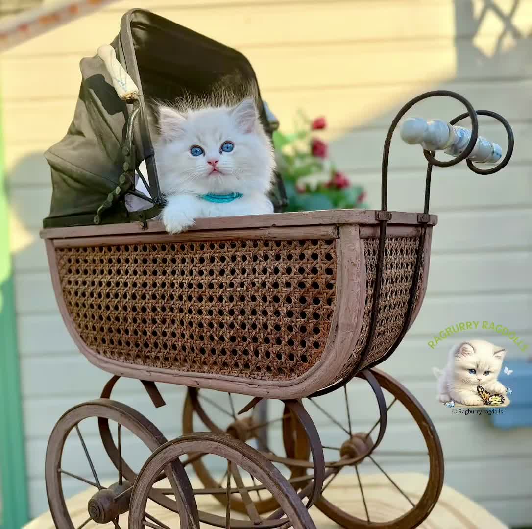 Ragdoll cats for sale: Elegant & stunning kittens  - Video 2