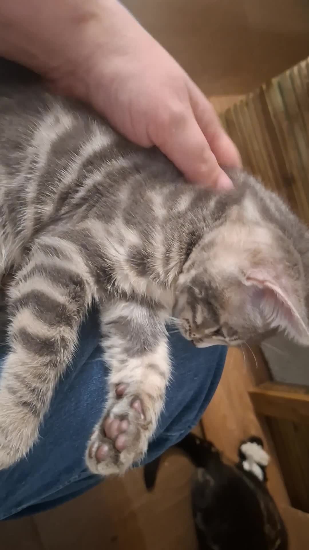 Bengal cats for sale: Last stunning Blue pure bengal kitten available! - Video 2