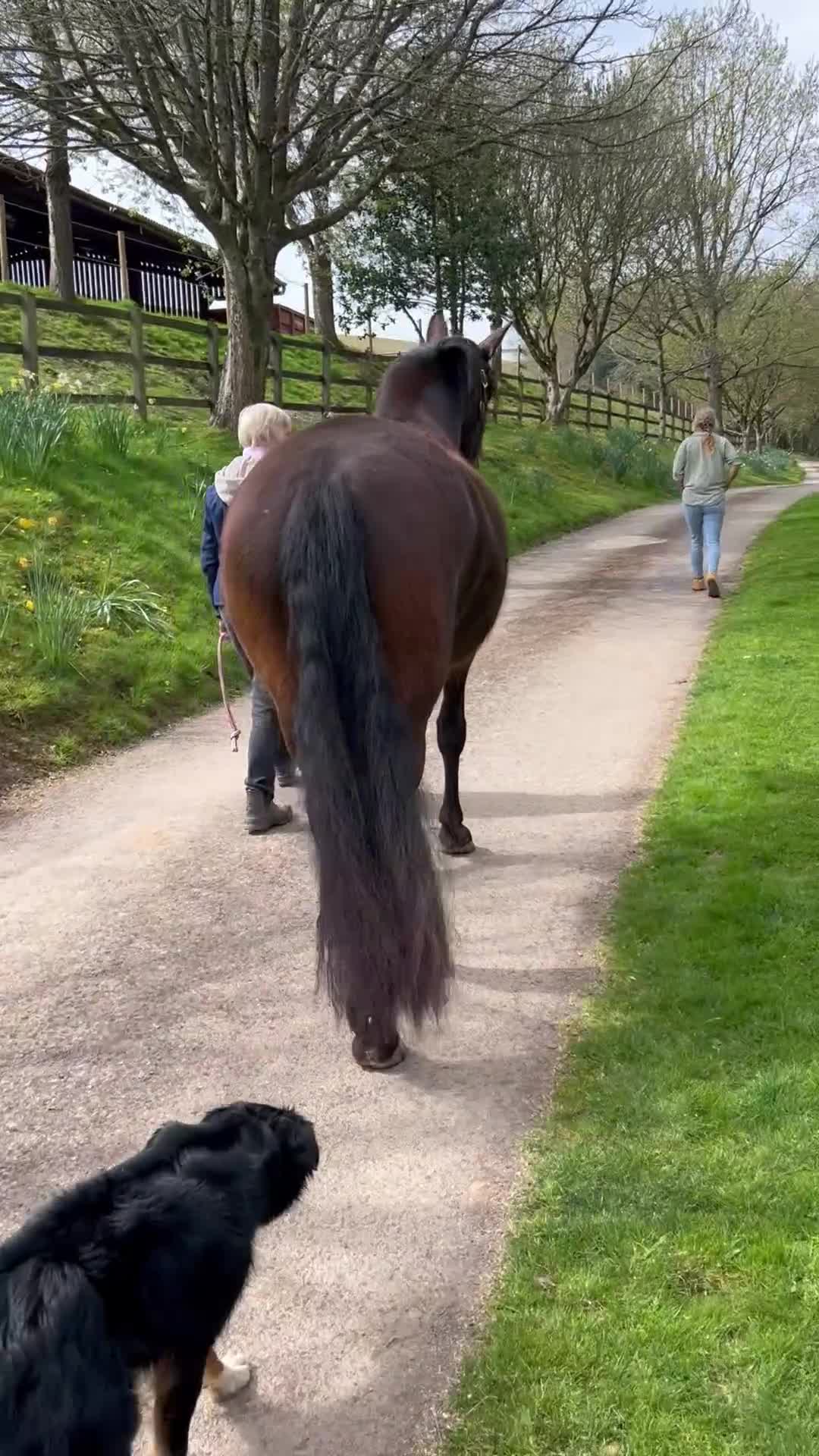 PRE horses for sale: Fully registered PRE mare with superb lineage - Video 2