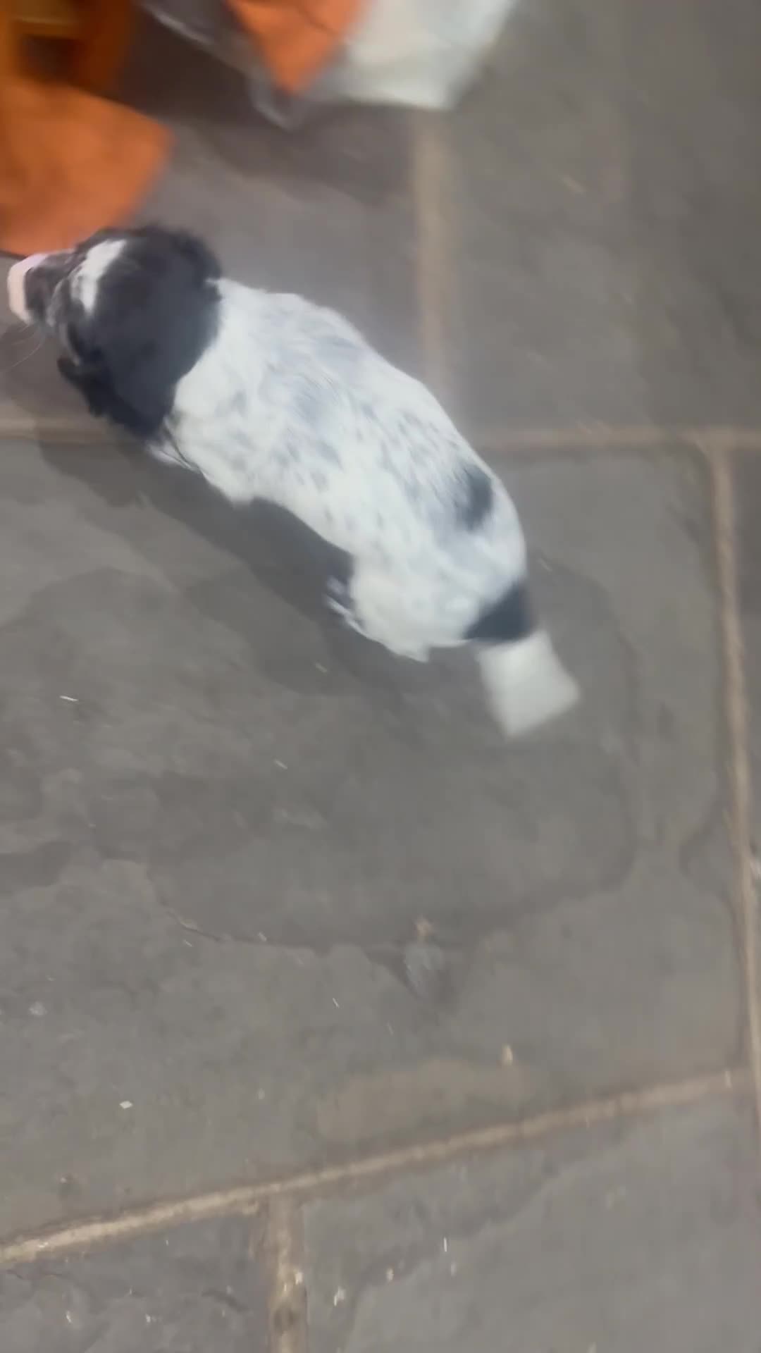 Mixed Breed dogs for sale: Fabulous Sprocker Pups - Video 2
