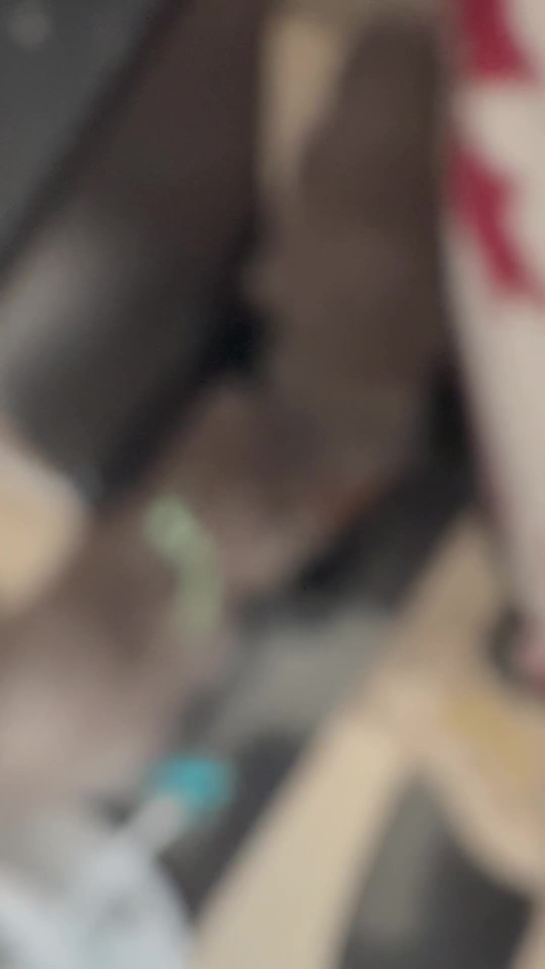 British Shorthair cats for sale: British Shorthair kittens  - Video 3