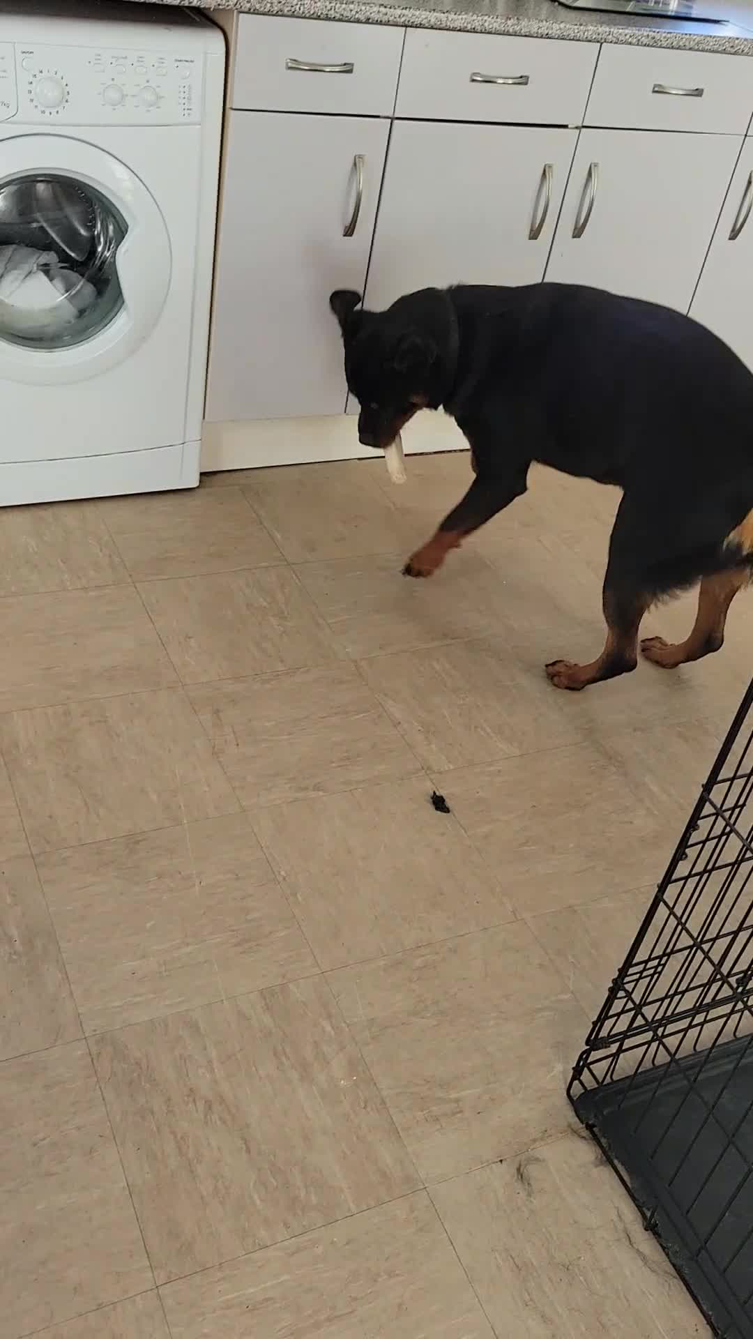 Rottweiler dogs for sale: rottweiler cross - Video 1