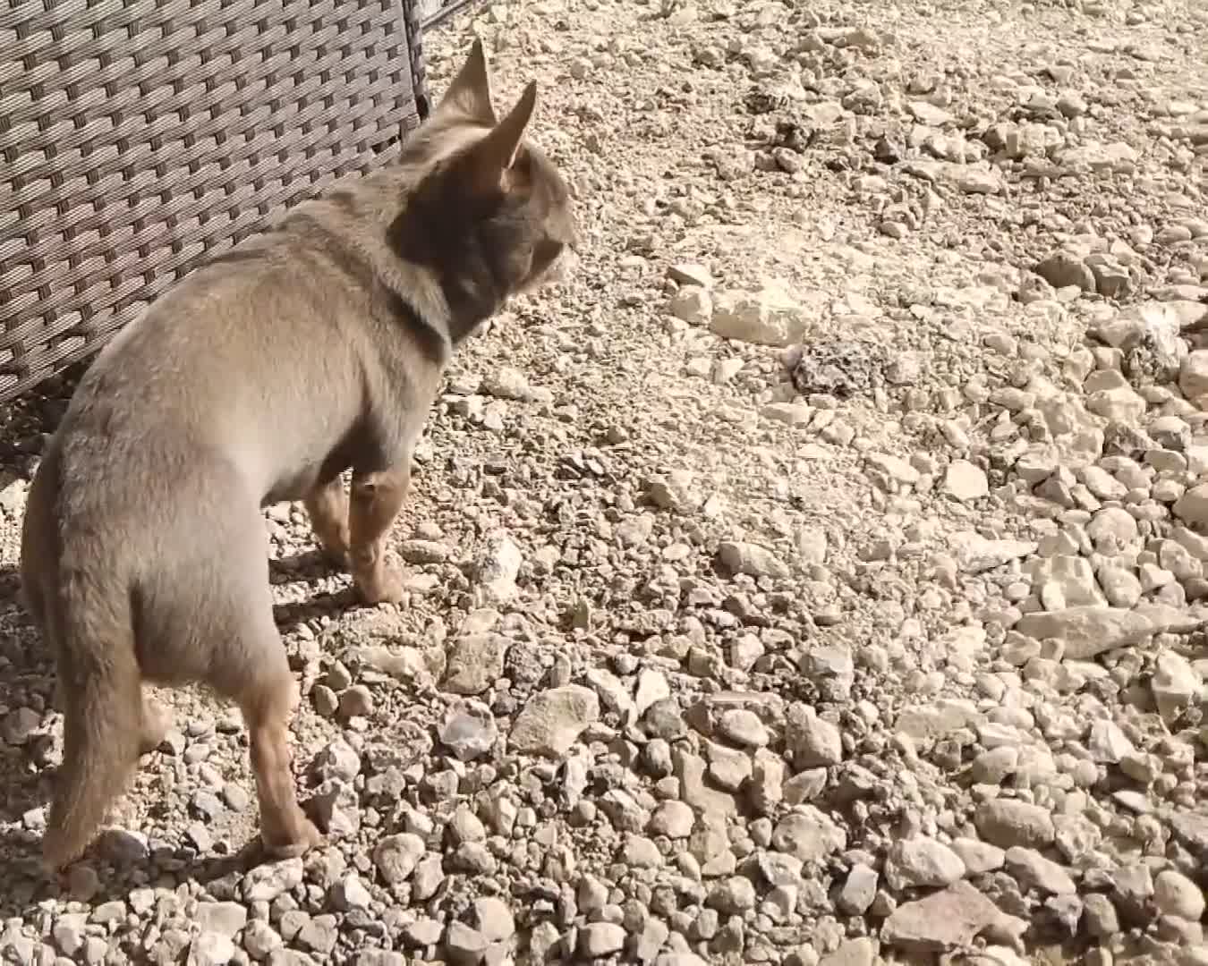 Chihuahua dogs for stud: KC reg-Health tested-PROVEN  - Video 2