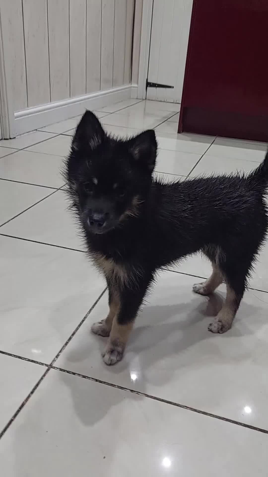 Pomsky dogs for sale: F3 pomsky puppy's for sale  - Video 1