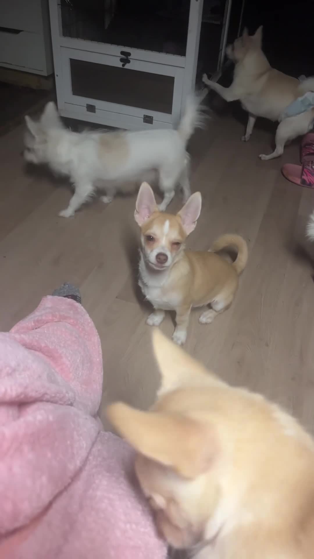 Chihuahua dogs for sale: 3 small chihuahua puppies  - Video 1