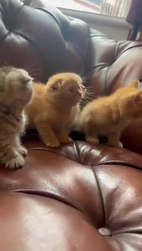 Scottish Fold cats for sale: 💫🐾Adorable kittens looking for loving homes🐾💫 - Video 1