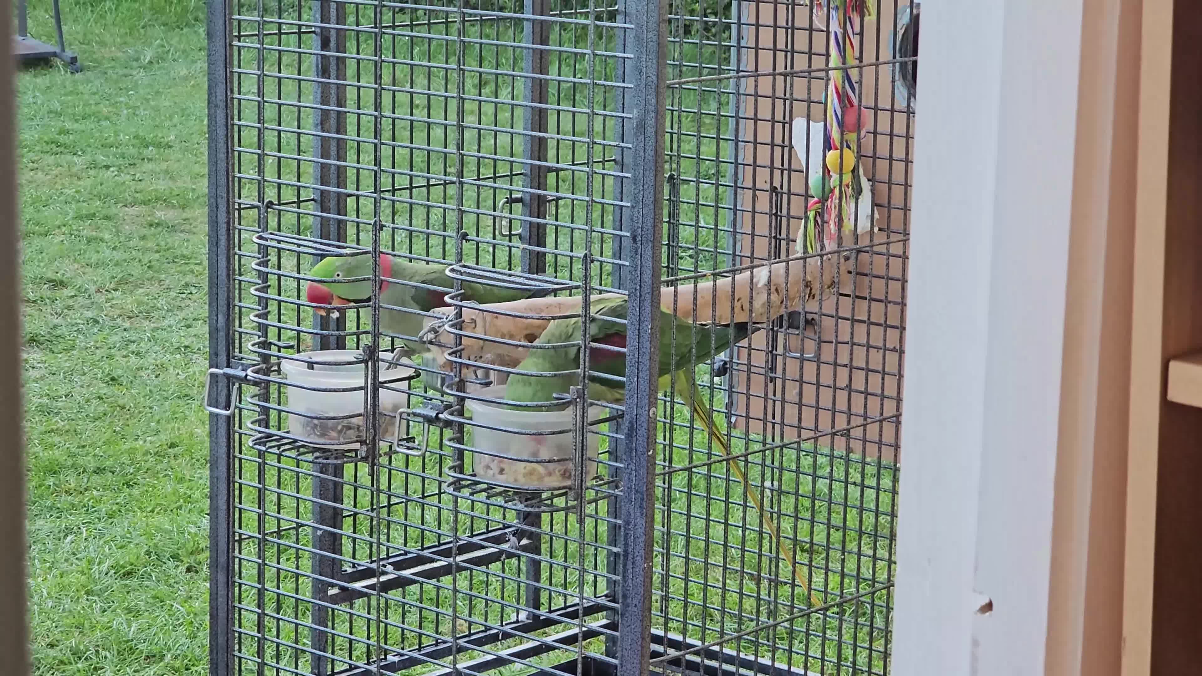Parrots birds for sale: Alexandrine breeding pair, male baby, Finches pair - Video 1