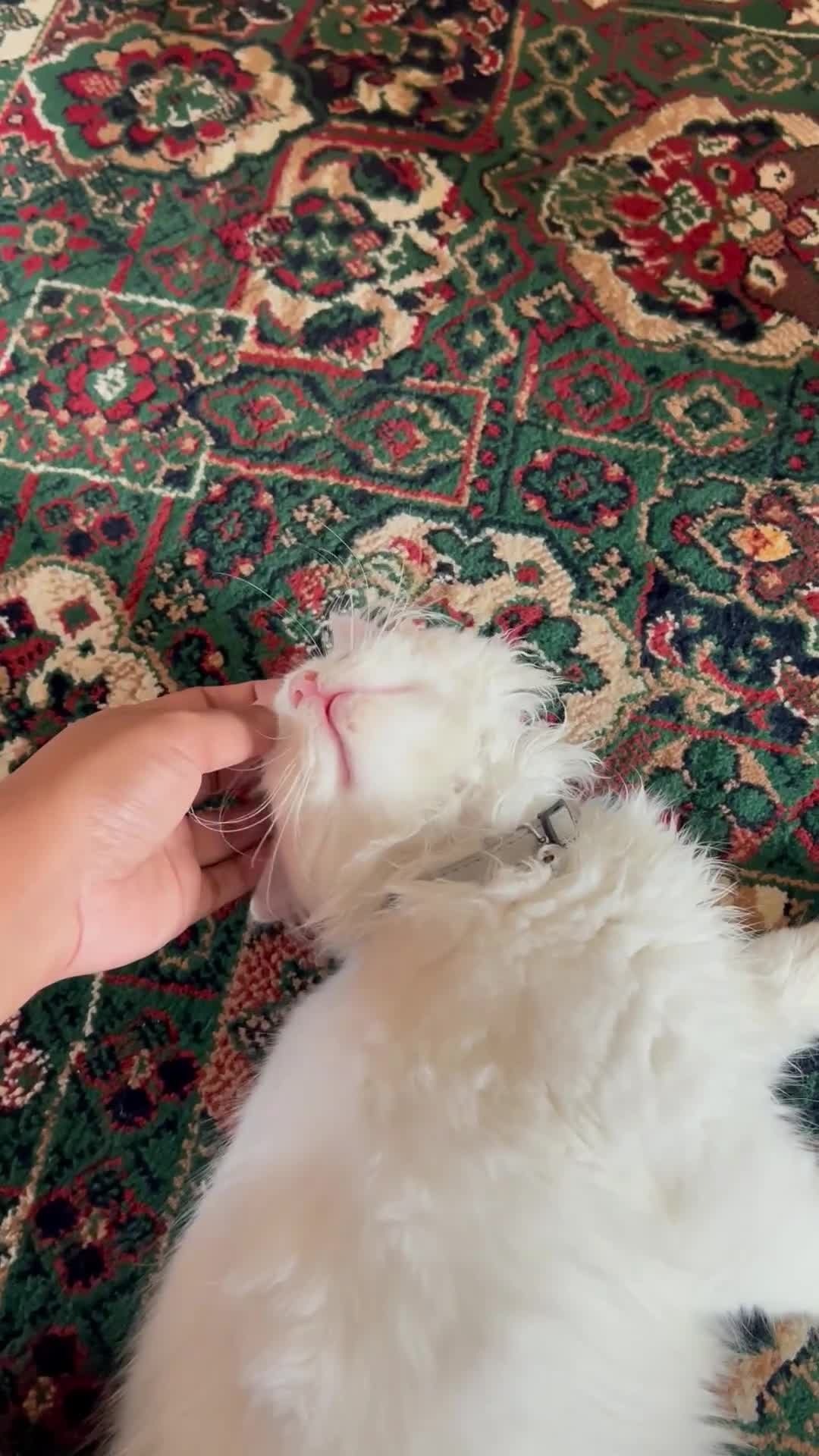 Mixed Breed cats for sale: kitten  - Video 1