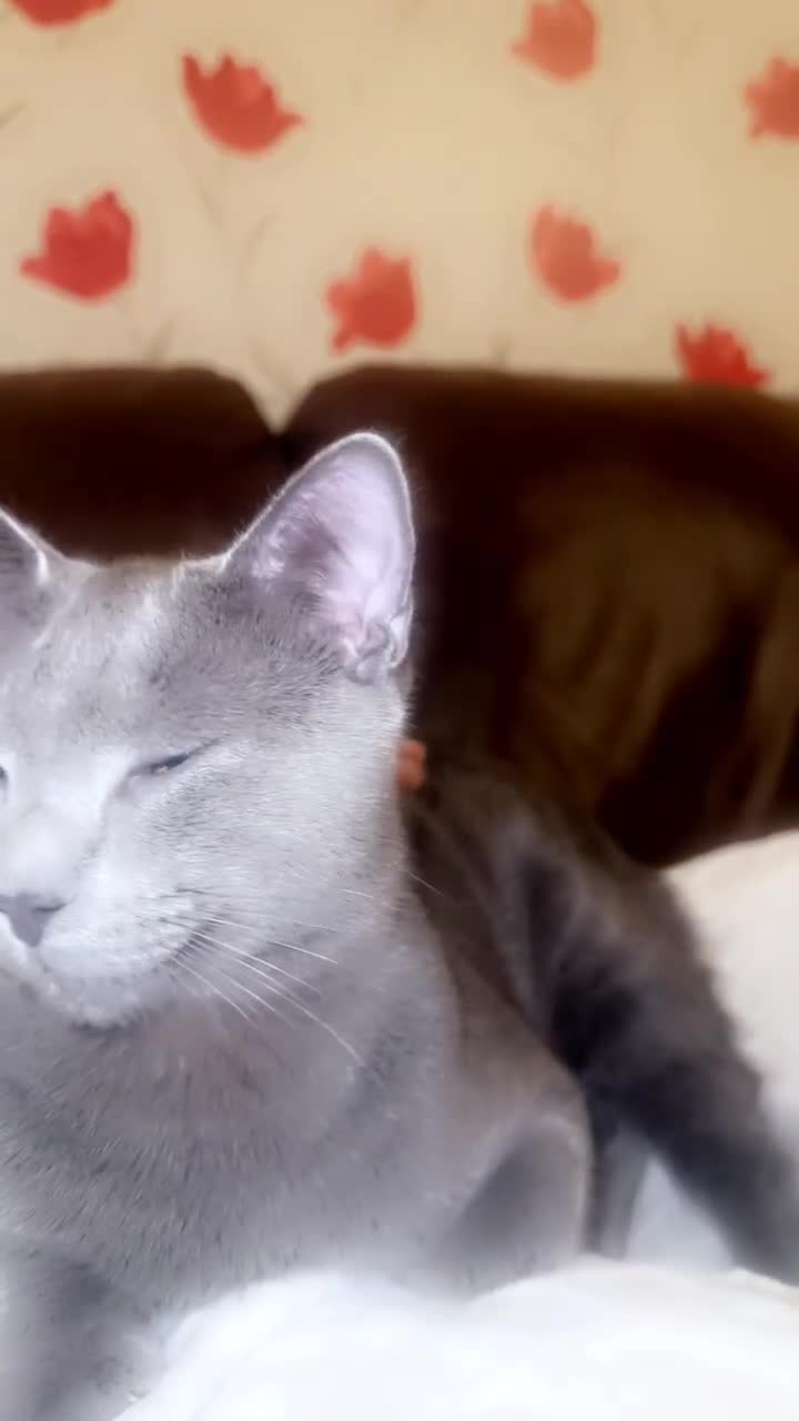 Chartreux cats for sale: Kittens for sale!! in Luton - Video 2