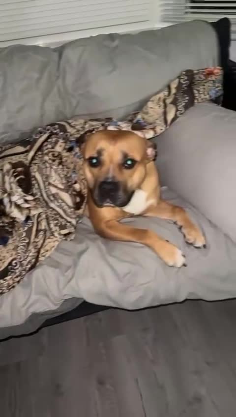 Mixed Breed dogs for sale: Seeking a Forever Heart for Our Sweet Girl - Video 3